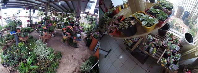flor.jpg