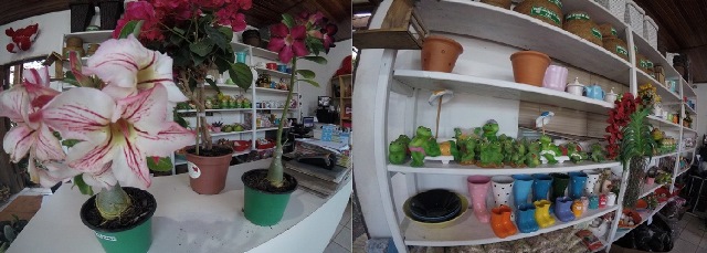 flor1.jpg