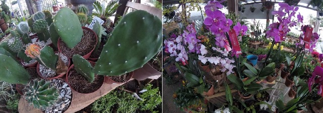 flor3.jpg