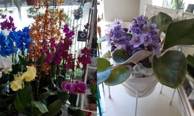 FLORES(1).jpg