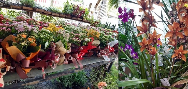 FLORES2(1).jpg