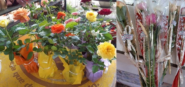 FLORES7.jpg