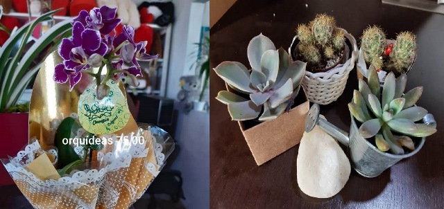 FLORES8.jpg