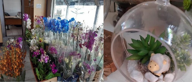FLORES9.jpg